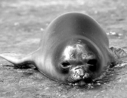 ¿Se encuentra la costa Andaluza en peligro ecológico?